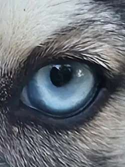 pitbull terrier