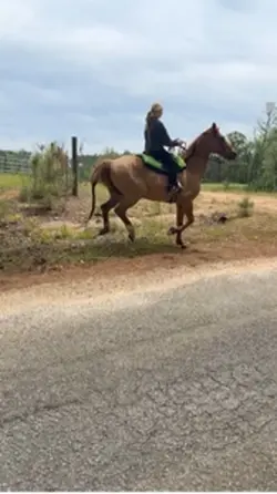 I love horses!❤️