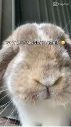 Funny rabbit