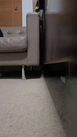 Cat roll over
