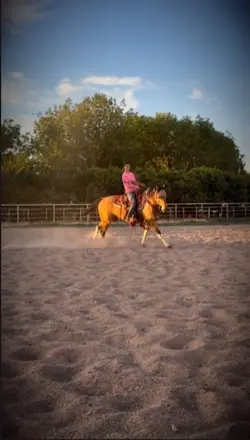 horse w no name