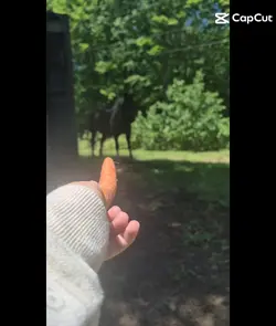 ring of fire