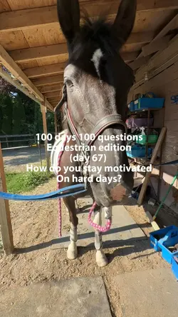 Equestrian questions