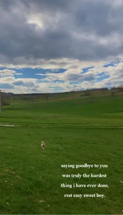 rest well sweet pup.