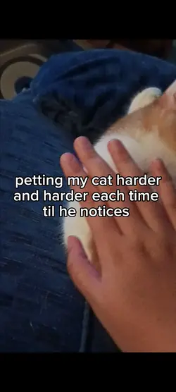 Petting my cat until
