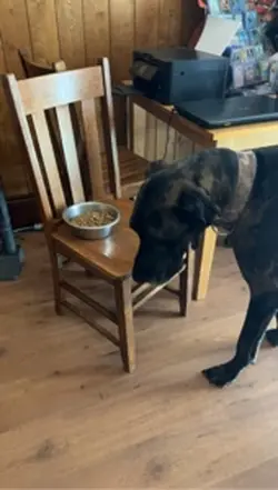 Great Dane Logic