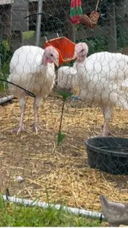 Birds play 