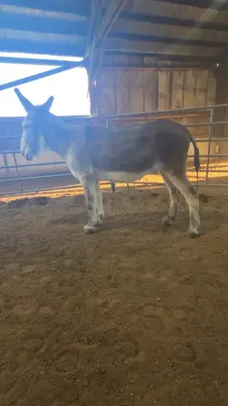 donkey girl <3