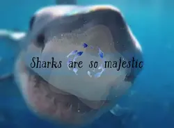 Sharks are majestic