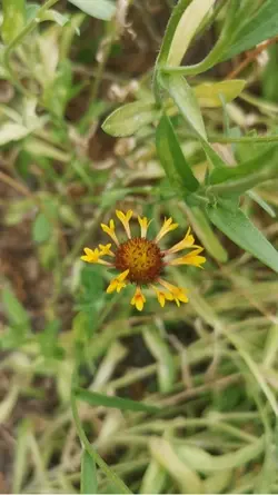 La flor solo florece