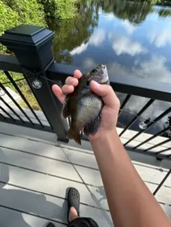 Summer fishing