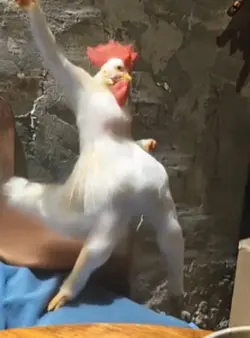 chicken dance