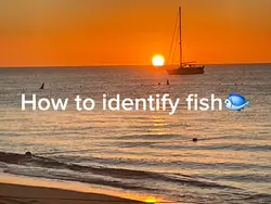 how to identify fish