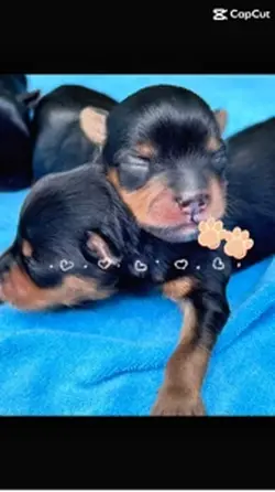 Puppy Love