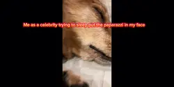 Dog meme