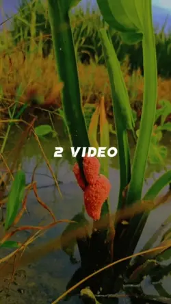 2 Video estetik