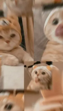 Cute cat