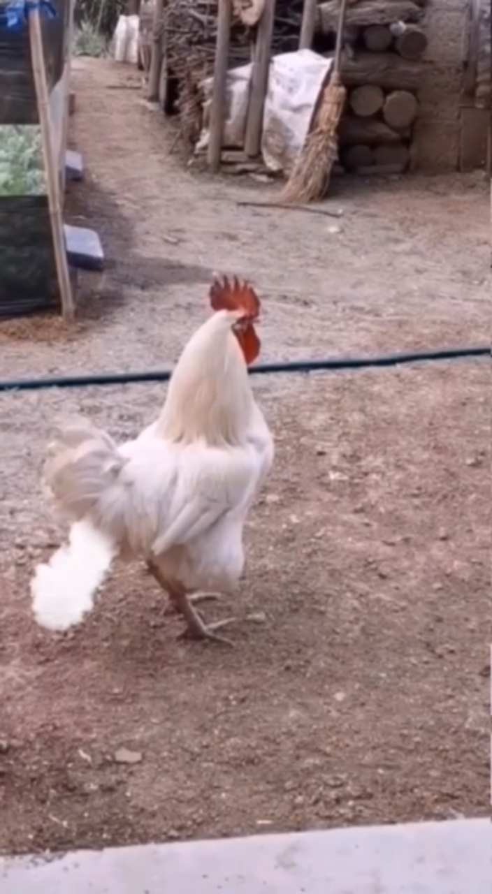 ayam terkentut