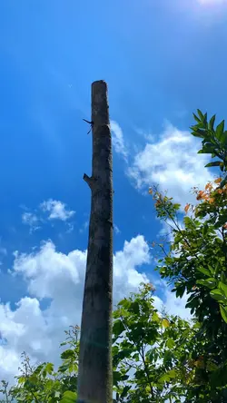 Tempelet nya simpel