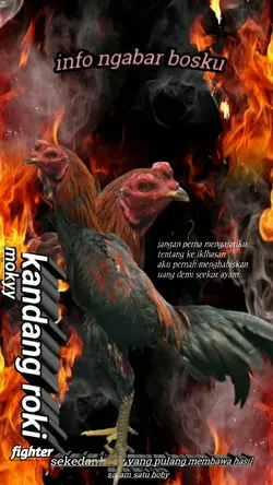 ayam tarung