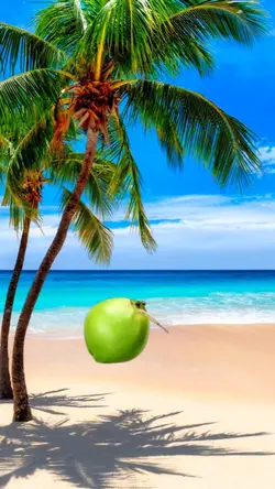Pohon Kelapa