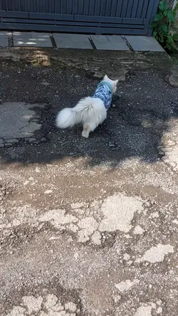 Ganti Video