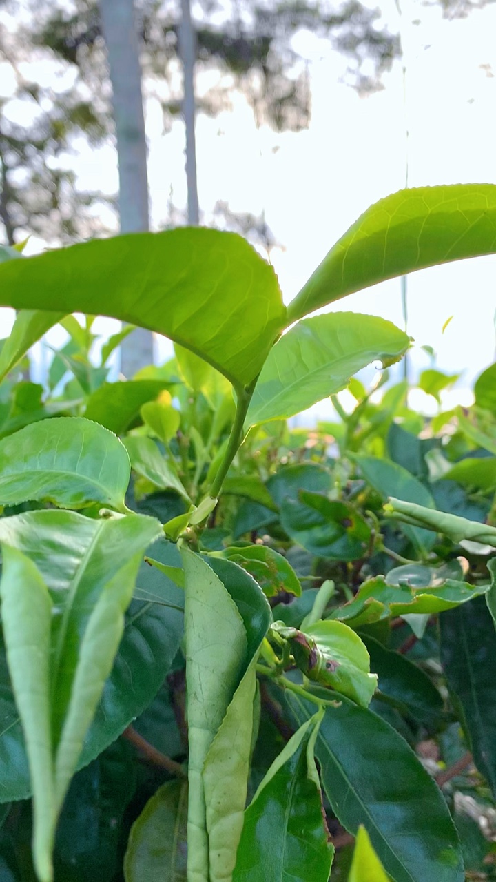 🍃