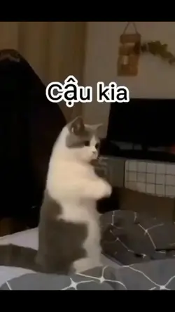 cho xin tim vs xin 