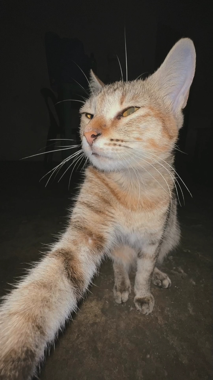 WISEMA 