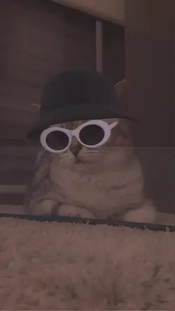 kucing aja mengkece