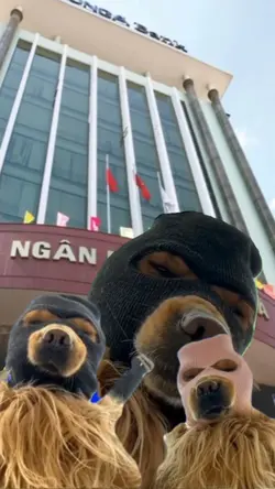 Chó cướp ngân hàng