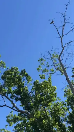 1 video 7 photo