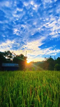 cinematic sawah