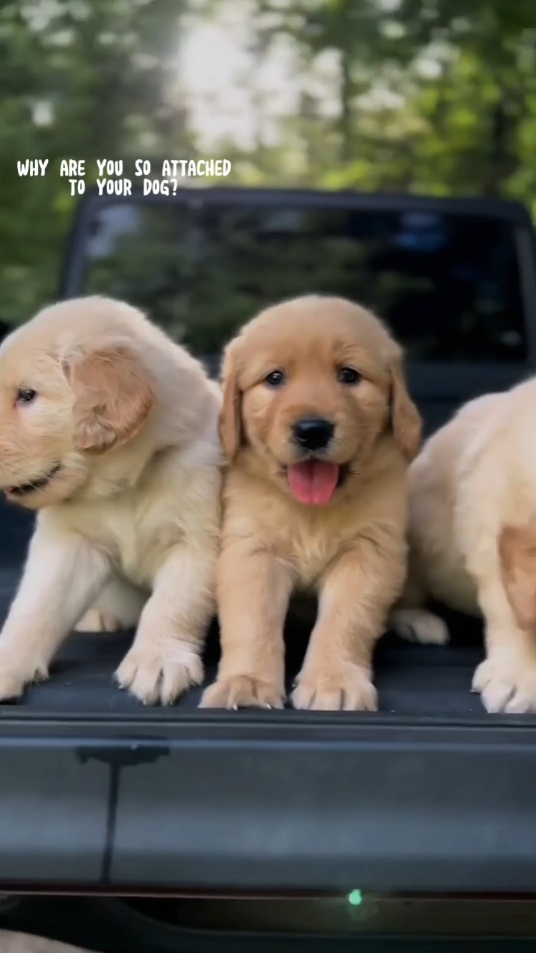 MODÈLE POUR CHIEN!