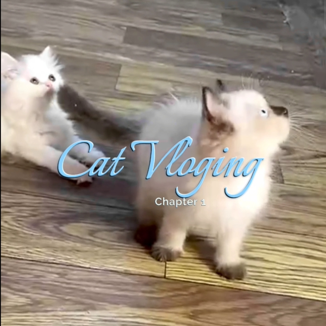 Chat vlog estetik