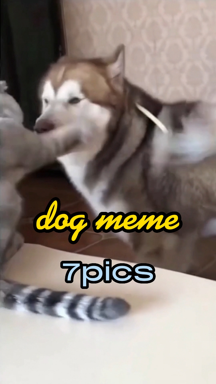 Meme de perro