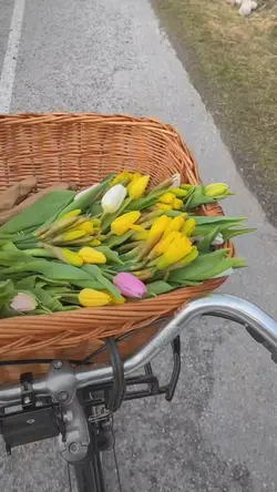 Mẫu video