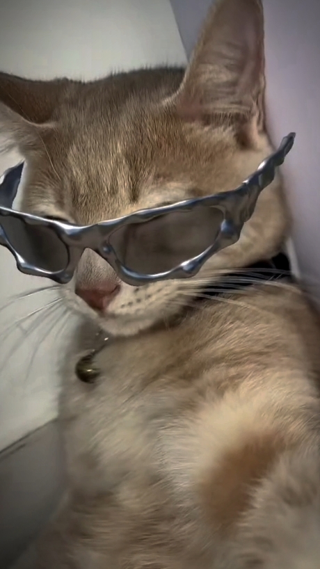 velocity cat