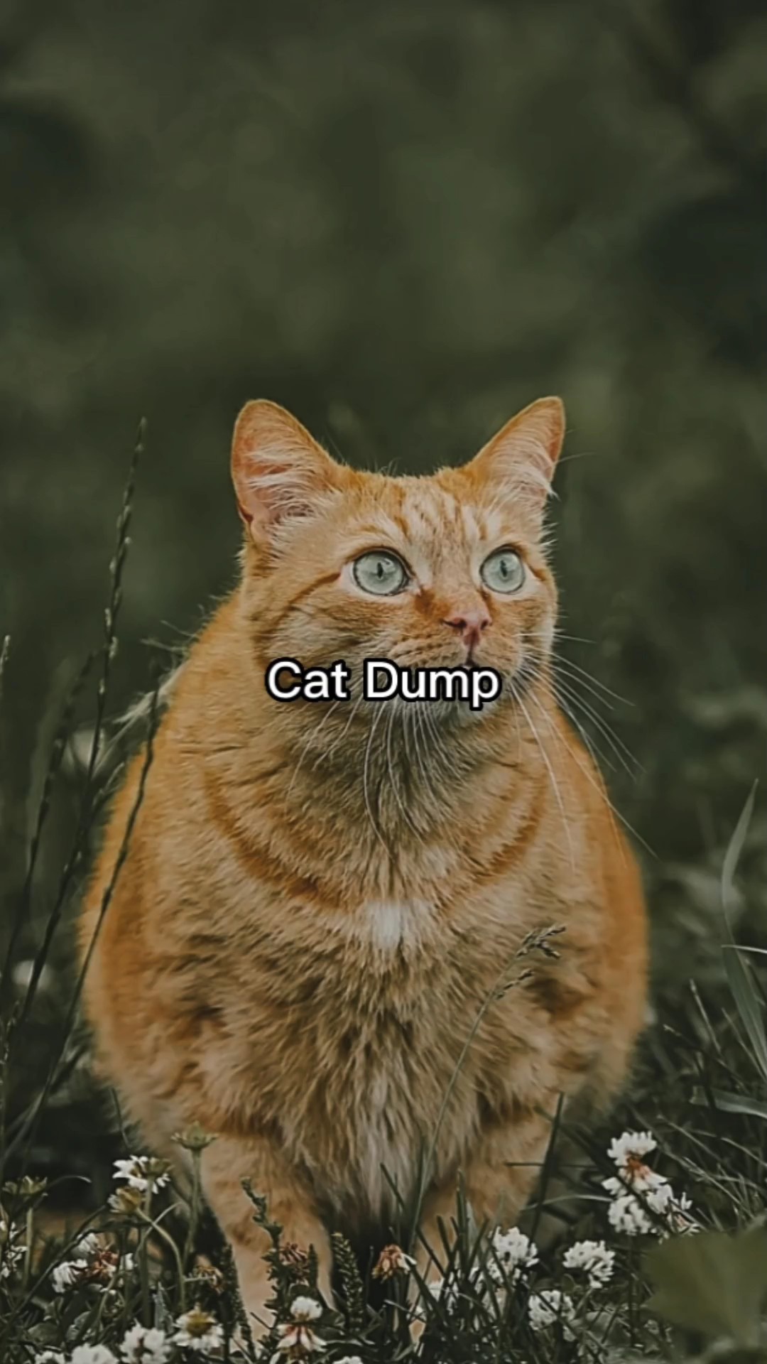 Cat Dump 