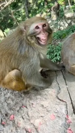 MONYET NGAKAK