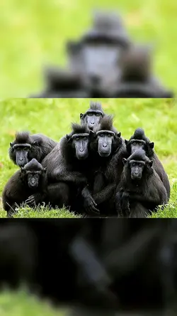 #MonkeyGlowUp