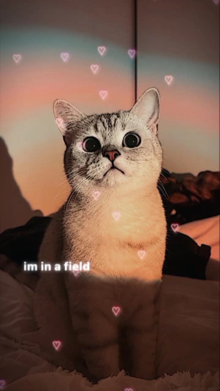 Dandelions 