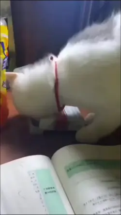 story' untuk wa 