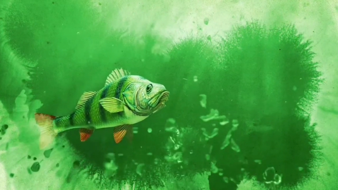 intro Mancing Mania