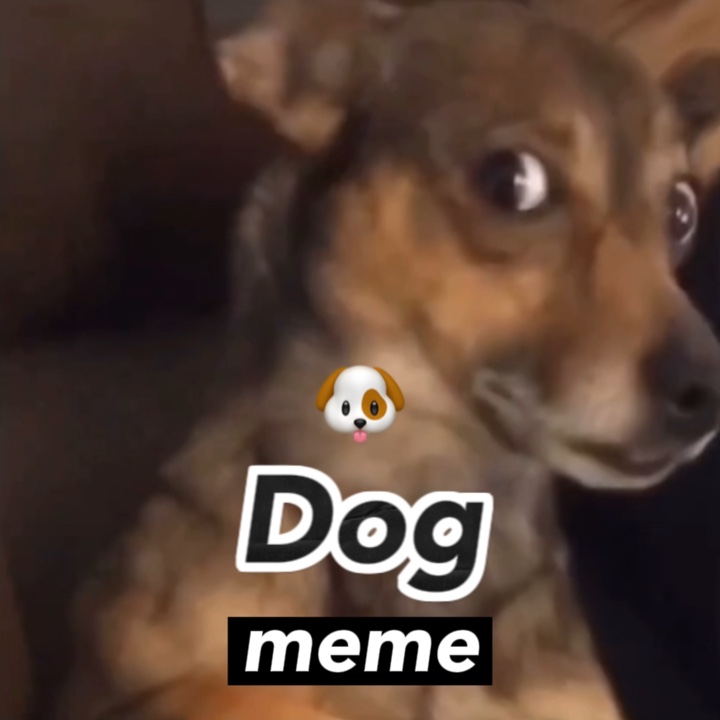 dog meme 🐶