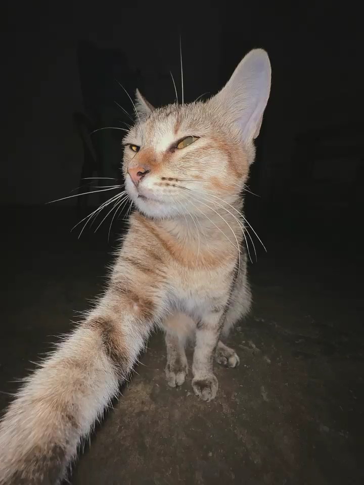 Gerak hitam 