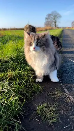kucing