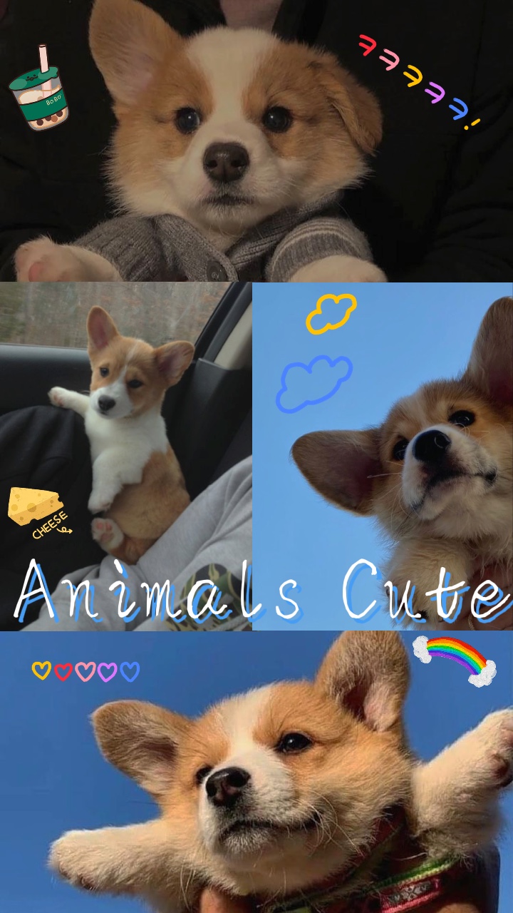 Animais fofos 🥰