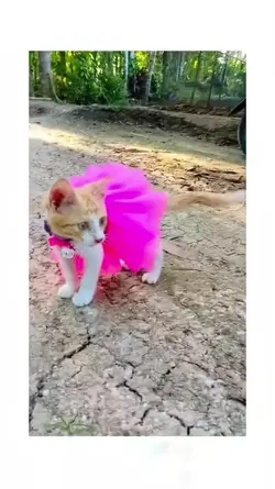 kucing reog