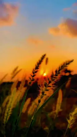 beauty life